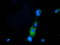 Phosphoribosyl Pyrophosphate Synthetase Associated Protein 2 antibody, LS-C115517, Lifespan Biosciences, Immunofluorescence image 