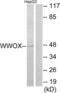 WW Domain Containing Oxidoreductase antibody, LS-C119598, Lifespan Biosciences, Western Blot image 