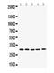 BCL2 Like 1 antibody, PA5-78862, Invitrogen Antibodies, Western Blot image 