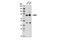 LIM Domains Containing 1 antibody, 13245S, Cell Signaling Technology, Western Blot image 