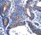 Gastric Inhibitory Polypeptide antibody, PA5-50225, Invitrogen Antibodies, Immunohistochemistry frozen image 