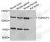C-Type Lectin Domain Containing 10A antibody, A4417, ABclonal Technology, Western Blot image 