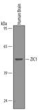 Zic Family Member 1 antibody, AF4978, R&D Systems, Western Blot image 