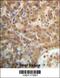 SEC14 Like Lipid Binding 4 antibody, 56-946, ProSci, Immunohistochemistry frozen image 