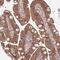 Gasdermin D antibody, PA5-60727, Invitrogen Antibodies, Immunohistochemistry paraffin image 
