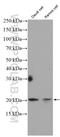 TNF Receptor Superfamily Member 17 antibody, 27724-1-AP, Proteintech Group, Western Blot image 