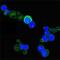 Neurotrophic Receptor Tyrosine Kinase 1 antibody, GTX83268, GeneTex, Immunofluorescence image 