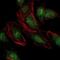 NEDD8 Ubiquitin Like Modifier antibody, GTX60546, GeneTex, Immunofluorescence image 