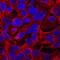 Leucine-rich repeat LGI family member 2 antibody, MAB7334, R&D Systems, Immunocytochemistry image 