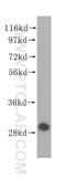 Enoyl-CoA Hydratase, Short Chain 1 antibody, 11305-1-AP, Proteintech Group, Western Blot image 