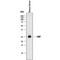 C-Reactive Protein antibody, AF1829, R&D Systems, Western Blot image 