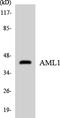 RUNX Family Transcription Factor 1 antibody, LS-C200122, Lifespan Biosciences, Western Blot image 