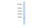 Ubiquinol-Cytochrome C Reductase, Complex III Subunit X antibody, PA5-42575, Invitrogen Antibodies, Western Blot image 