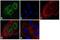 Peroxiredoxin 1 antibody, LF-MA0068, Invitrogen Antibodies, Immunofluorescence image 