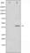 CRK Proto-Oncogene, Adaptor Protein antibody, abx010600, Abbexa, Western Blot image 