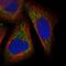 DExH-Box Helicase 30 antibody, NBP1-85270, Novus Biologicals, Immunofluorescence image 