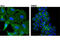 Solute Carrier Family 3 Member 2 antibody, 13180S, Cell Signaling Technology, Immunocytochemistry image 