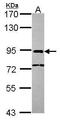 Nuclear cap-binding protein subunit 1 antibody, GTX106328, GeneTex, Western Blot image 