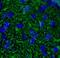 Calbindin 1 antibody, FNab01193, FineTest, Immunofluorescence image 