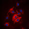 Microtubule Associated Serine/Threonine Kinase Family Member 4 antibody, LS-C353679, Lifespan Biosciences, Immunofluorescence image 