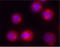 Tubulin Gamma 1 antibody, LS-B1496, Lifespan Biosciences, Immunocytochemistry image 