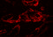 Cavin-1 antibody, 7267, ProSci Inc, Immunofluorescence image 