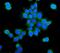 Phosphoenolpyruvate Carboxykinase 2, Mitochondrial antibody, A04772-1, Boster Biological Technology, Immunofluorescence image 