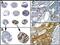 Caspase 1 antibody, MA5-16215, Invitrogen Antibodies, Immunohistochemistry frozen image 