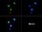 Histone Cluster 2 H3 Family Member D antibody, NB21-1054, Novus Biologicals, Immunocytochemistry image 