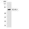 Kelch Like Family Member 3 antibody, LS-C292124, Lifespan Biosciences, Western Blot image 