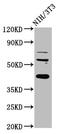 Rbm9 antibody, CSB-PA019439LA01HU, Cusabio, Western Blot image 