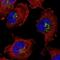 Pleckstrin Homology Domain Containing A3 antibody, NBP1-83924, Novus Biologicals, Immunofluorescence image 