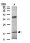 Ifa6 antibody, PA5-21942, Invitrogen Antibodies, Western Blot image 