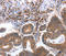 Ciliary Neurotrophic Factor Receptor antibody, LS-B14882, Lifespan Biosciences, Immunohistochemistry frozen image 