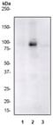 Signal Transducer And Activator Of Transcription 5B antibody, ab32364, Abcam, Western Blot image 
