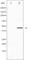 Cell Division Cycle 37 antibody, abx011869, Abbexa, Western Blot image 