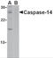 Caspase 14 antibody, 2509, ProSci, Western Blot image 
