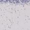 Spleen Associated Tyrosine Kinase antibody, NBP1-86178, Novus Biologicals, Immunohistochemistry frozen image 