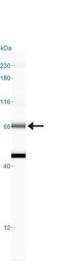 Heat shock 70 kDa protein 1A/1B antibody, NBP1-77455, Novus Biologicals, Western Blot image 