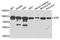 Ezrin antibody, A0703, ABclonal Technology, Western Blot image 