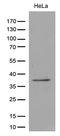 TATA-Box Binding Protein Associated Factor, RNA Polymerase I Subunit A antibody, LS-C795927, Lifespan Biosciences, Western Blot image 