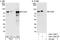 Forkhead Box K2 antibody, A301-729A, Bethyl Labs, Immunoprecipitation image 