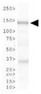 Chromatin Assembly Factor 1 Subunit A antibody, GTX30243, GeneTex, Western Blot image 