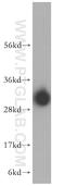 Mitochondrial Transcription Termination Factor 1 antibody, 16957-1-AP, Proteintech Group, Western Blot image 