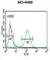 Ras-related protein Rab-27B antibody, abx032368, Abbexa, Western Blot image 