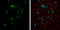 BCL2 Interacting Protein 2 antibody, GTX114283, GeneTex, Immunofluorescence image 