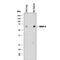 Neutrophil collagenase antibody, AF3245, R&D Systems, Western Blot image 