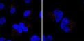 Mindbomb E3 Ubiquitin Protein Ligase 1 antibody, abx031563, Abbexa, Western Blot image 