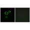 Transforming Acidic Coiled-Coil Containing Protein 3 antibody, A02876, Boster Biological Technology, Immunofluorescence image 