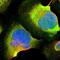 Calbindin 2 antibody, NBP1-88221, Novus Biologicals, Immunocytochemistry image 